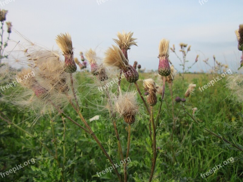 Cirsium Arvense Creeping Thistle Corn Thistle Cursed Thistle Field Thistle