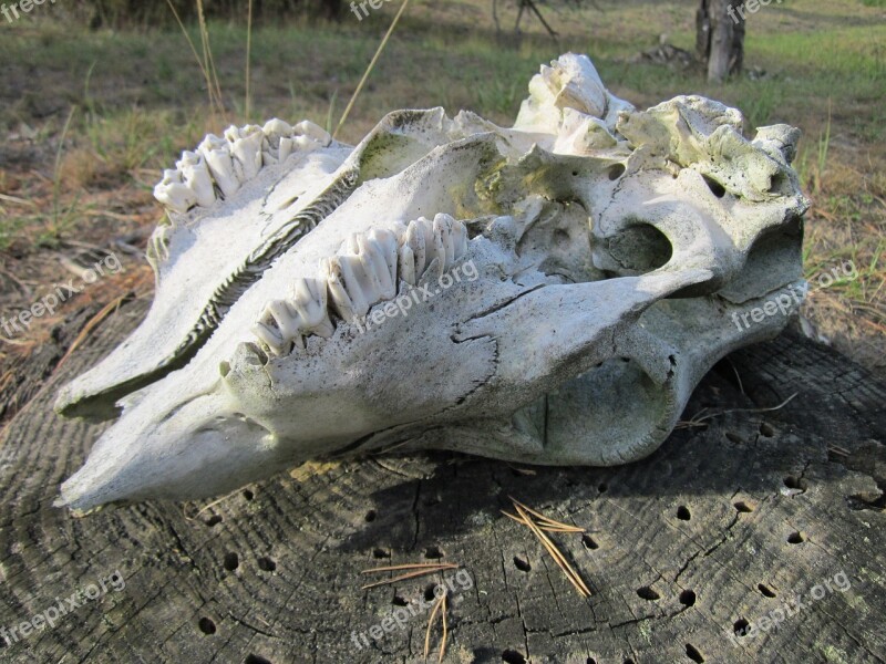 Skull Bone Animal Teeth Death