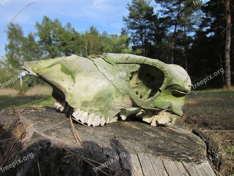 Skull Bone Animal Teeth Death