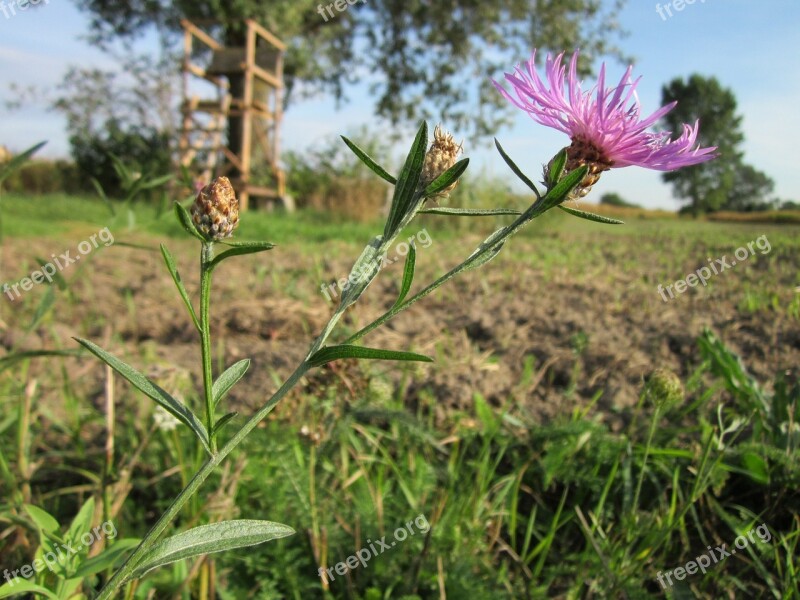 Centaurea Jacea Brown Knapweed Brownray Knapweed Flora Wildflower