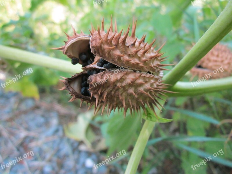 Datura Stramonium Jimson Weed Devils Snare Flora Thorny