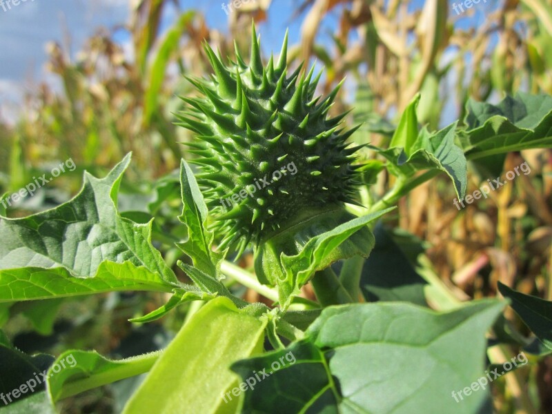 Datura Stramonium Jimson Weed Devils Snare Flora Thorny