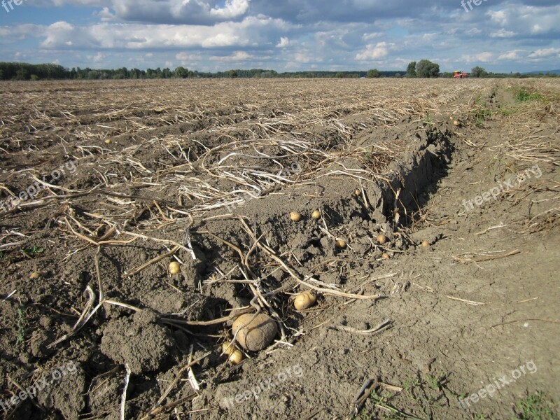 Potato Field Agriculture Food Vegetable