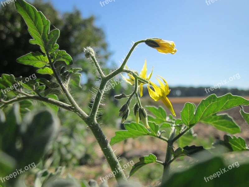 Solanum Lycopersicum Tomato Plant Vegetable Flora