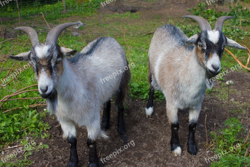 Animals Goats Swedish Cute Farm