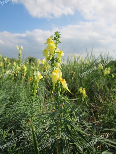 Linaria Vulgaris Common Toadflax Yellow Toadflax Butter-and-eggs Wildflower