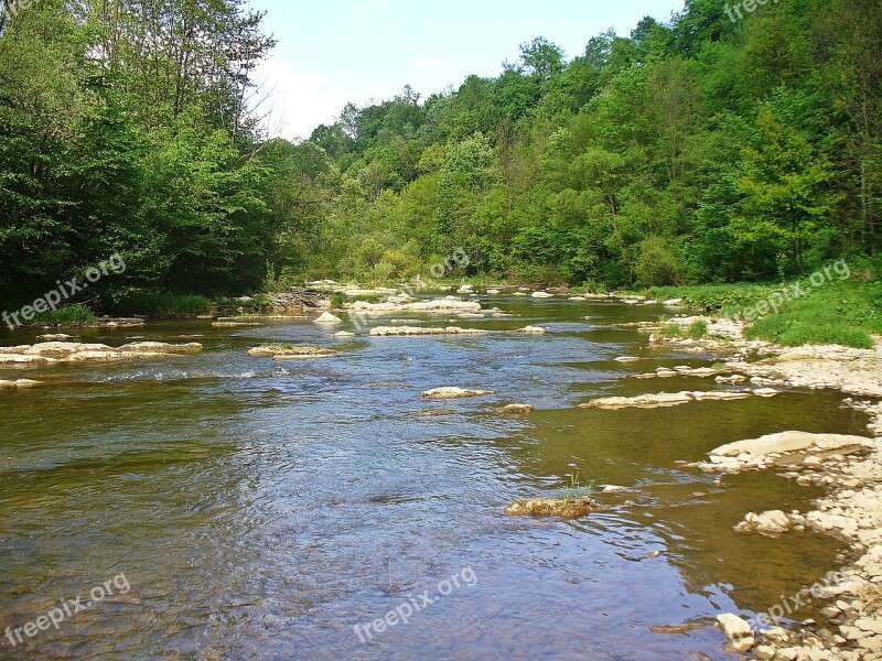 River Forest Landscape Nature Tree