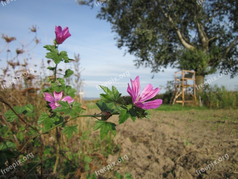 Malva Sylvestris Common Mallow Cheeses High Mallow Tall Mallow