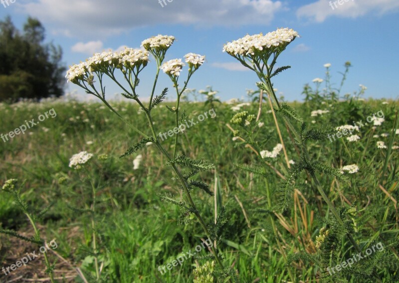 Achillea Millefolium Yarrow Common Yarrow Botany Wildflower