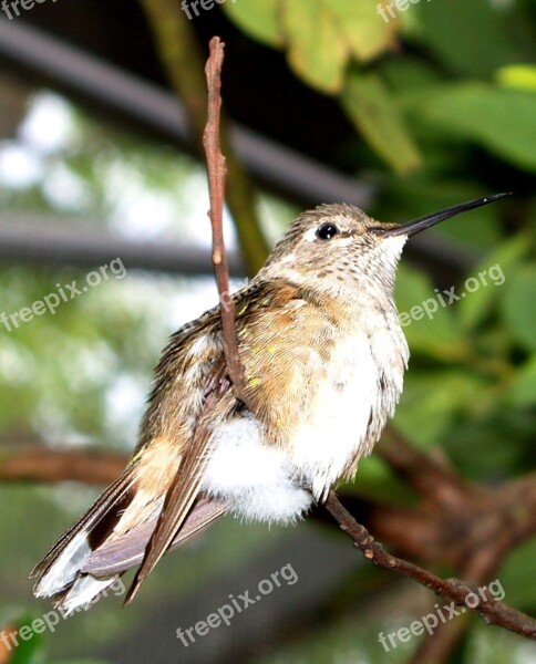 Bird Twig Close-up Tiny Feathers