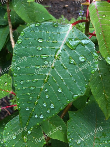 Leaves Droplets Nature Water Clean