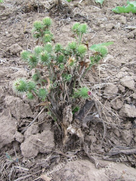 Arctium Lappa Greater Burdock Edible Burdock Lappa Burdock