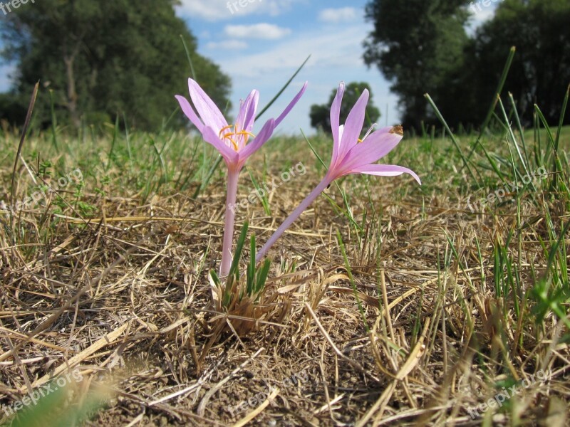 Colchicum Autumnale Meadow Saffron Autumn Crocus Naked Lady Crocus