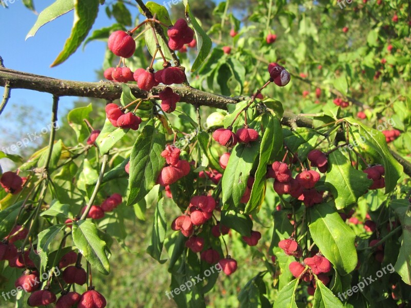 Euonymus Europaeus Spindle European Spindle Common Spindle Tree