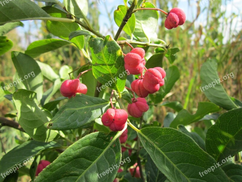 Euonymus Europaeus Spindle European Spindle Common Spindle Tree