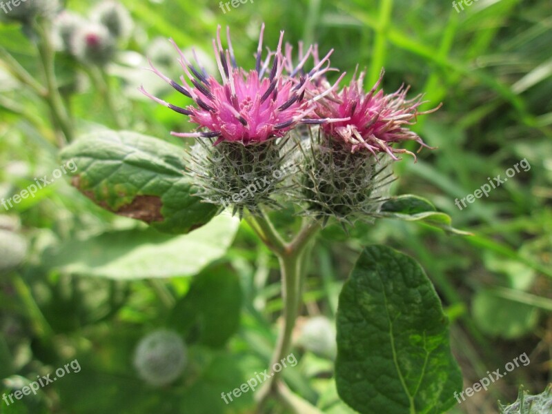 Arctium Tomentosum Downy Burdock Woolly Burdock Burdock Plant