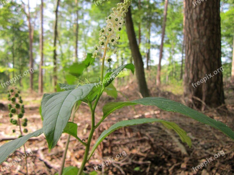 Phytolacca Americana American Pokeweed Pokeweed Plant Flora