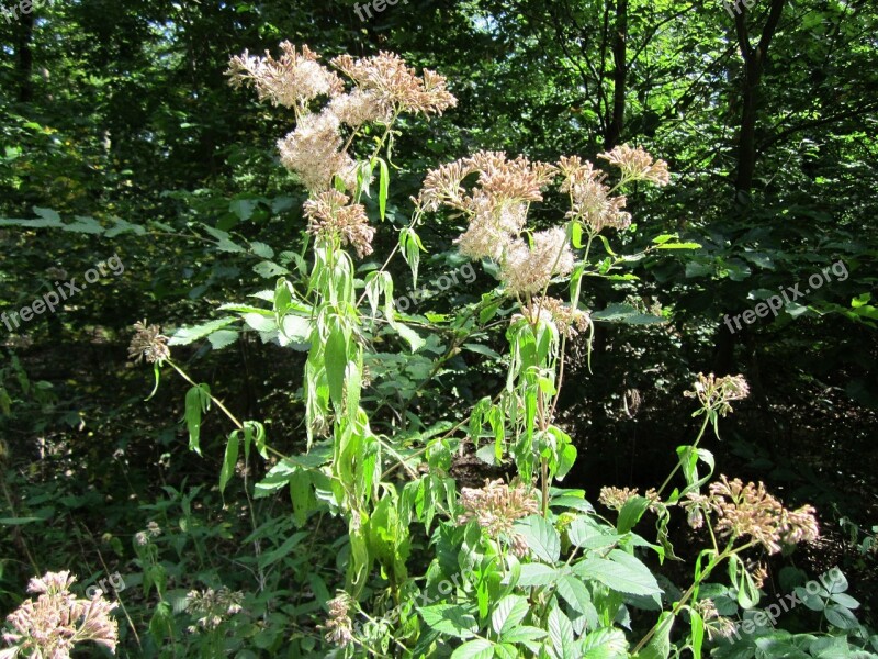 Eupatorium Cannabinum Hemp-agrimony Holy Rope Plant Botany