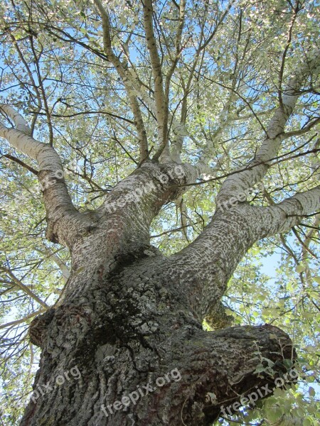 Populus Alba Abele Silver Poplar Silverleaf Poplar White Poplar