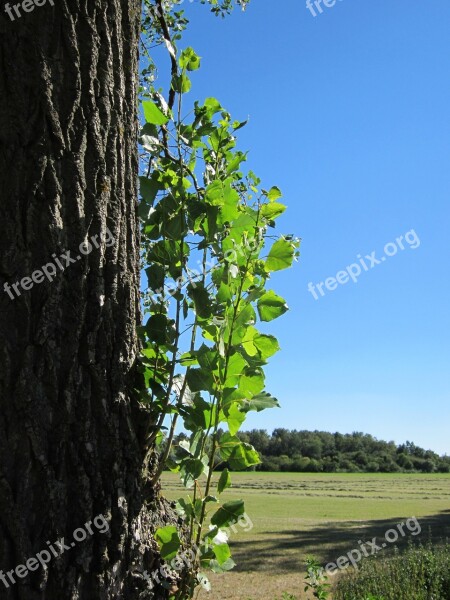 Populus X Canadensis Poplar Tree Fresh Sapling