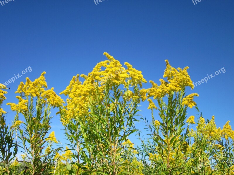 Solidago Canadensis Goldenrod Flower Flora Plant