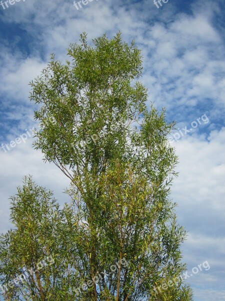 Salix Alba White Willow Tree Botany Flora