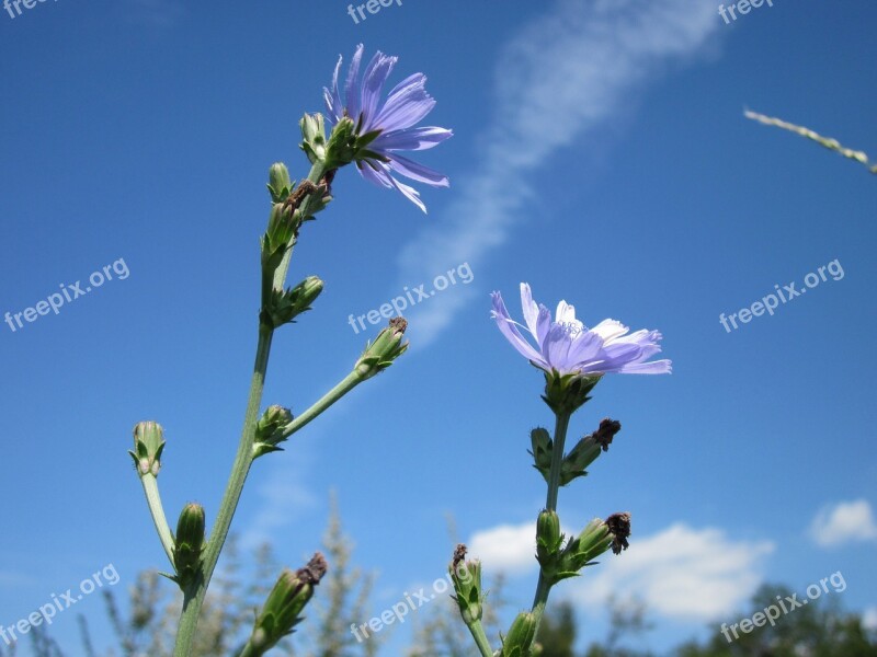 Cichorium Intybus Chicory Blue Daisy Blue Dandelion Blueweed