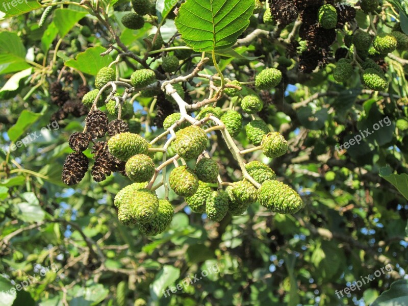 Alnus Glutinosa Alder Common Alder Black Alder Tree