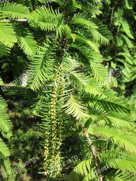 Metasequoia Glyptostroboides Dawn Redwoos Coniferous Tree Branch