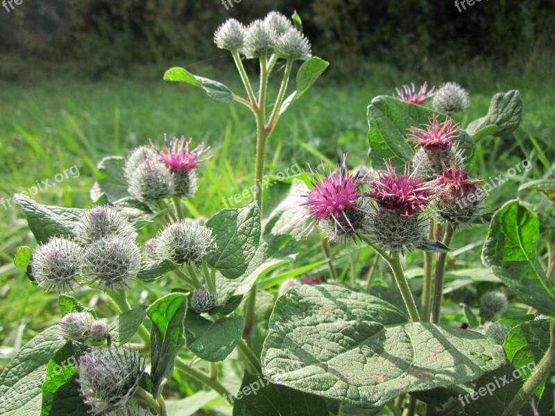 Arctium Tomentosum Downy Burdock Woolly Burdock Burdock Plant