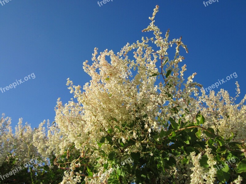 Fallopia Baldschuanica Russian Vine Bukhara Fleeceflower Chinese Fleecevine Mile-a-minute