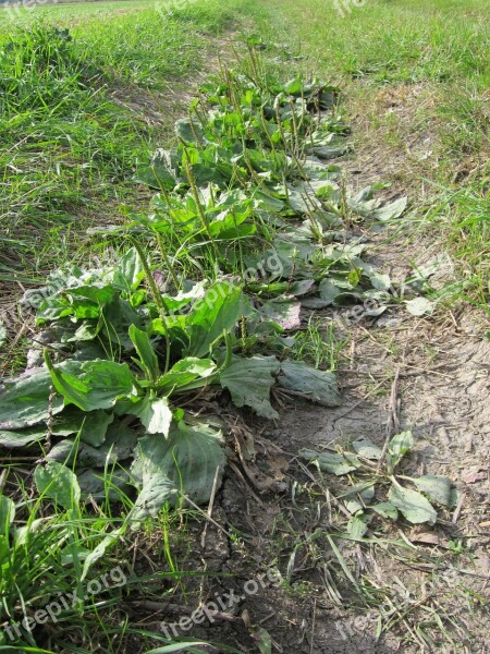 Plantago Major Braodleaf Plantain Greater Plantain Flora Wildflower