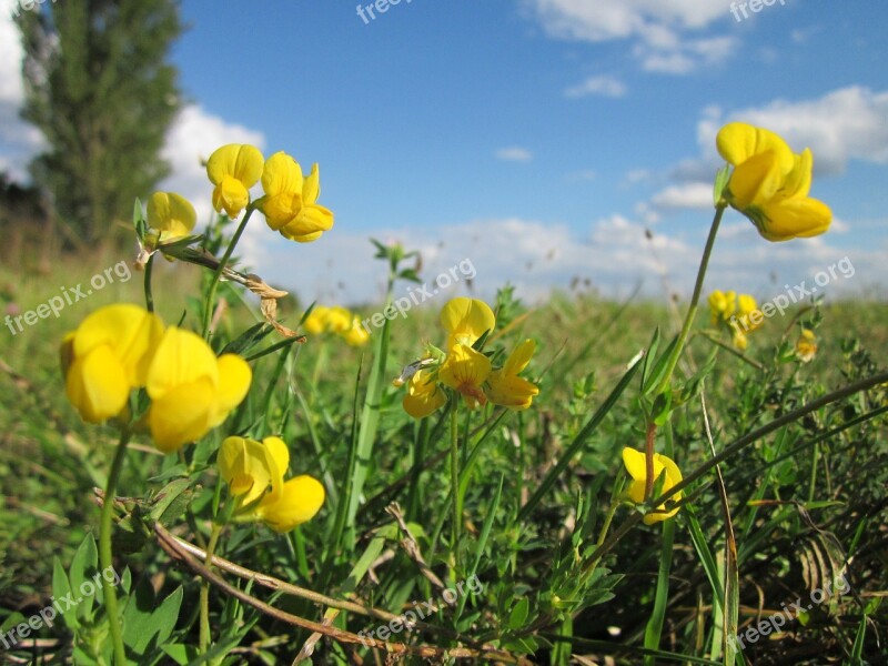 Lotus Corniculatus Birds-foot Trefoil Birdfoot Deervetch Flora Wildflower