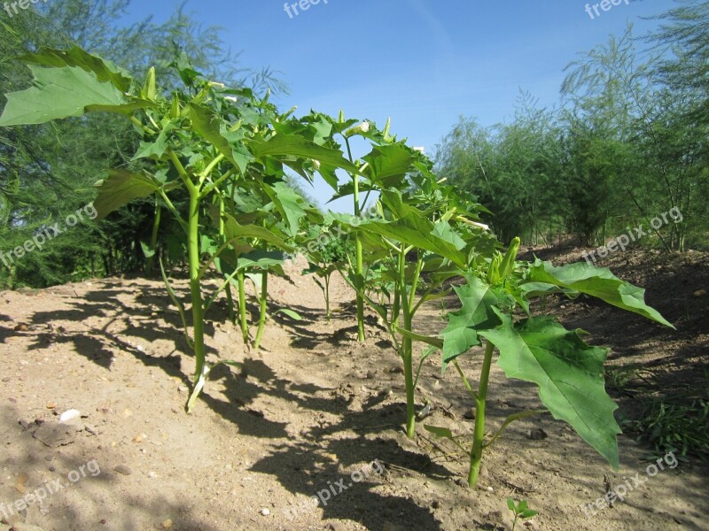 Datura Stramonium Jimson Weed Thornapple Moon Flower Asparagus