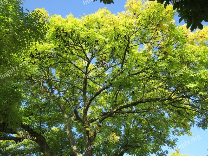 Fraxinus Excelsior Ash European Ash Common Ash Tree