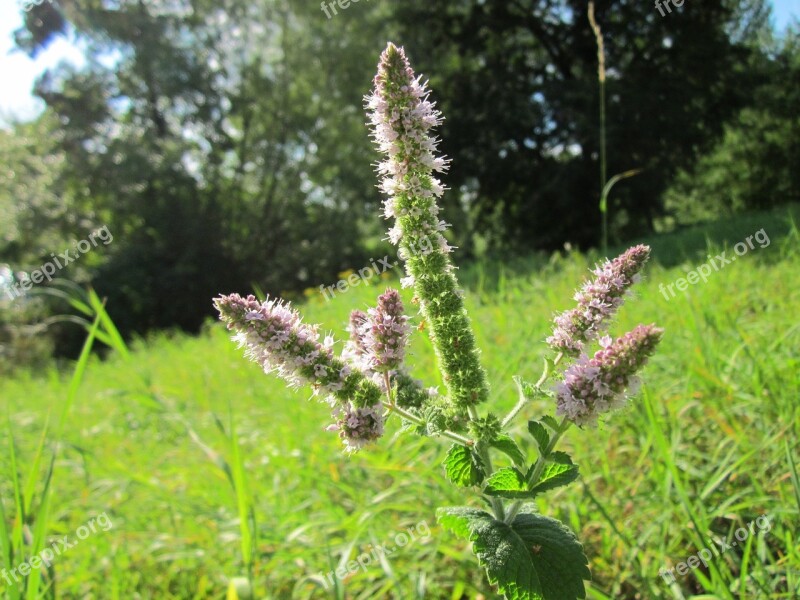 Mentha Suaveolens Apple Mint Woolly Mint Pineapple Mint Round-leafed Mint