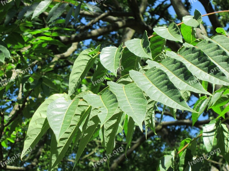 Ailanthus Altissima Ailanthus Tree Of Heaven Tree Plant