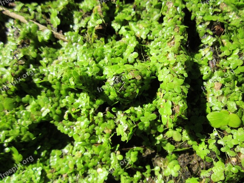 Lemna Minor Common Duckweed Lesser Duckweed Water Plant