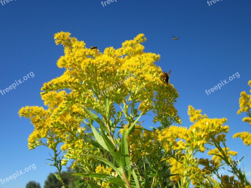 Solidago Canadensis Goldenrod Flower Flora Plant