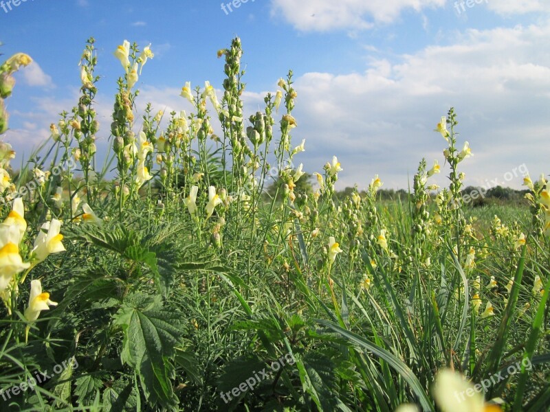 Linaria Vulgaris Common Toadflax Yellow Toadflax Butter-and-eggs Wildflower