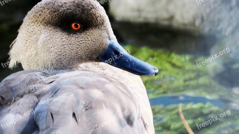 Duck Ave Peak Zoo Foreground