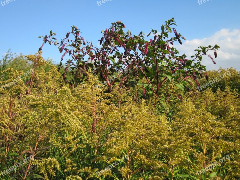 Phytolacca Americana Pokeweed Solidago Canadensis Goldenrud Botany