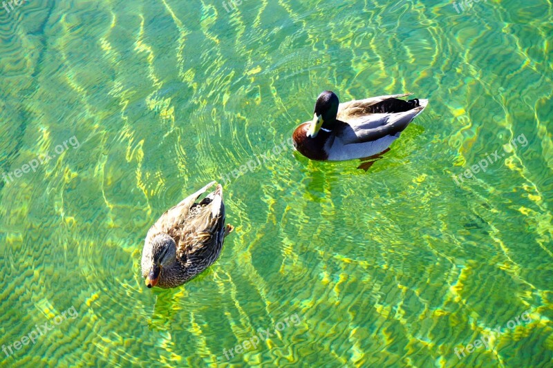 Ducks Lake Mead Arizona Free Photos