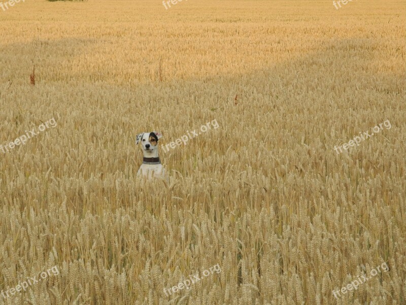 Dog Field Pets Summer Grain