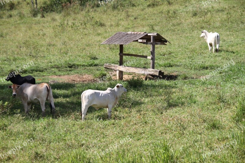 Cattle Roça Field Animal Boi