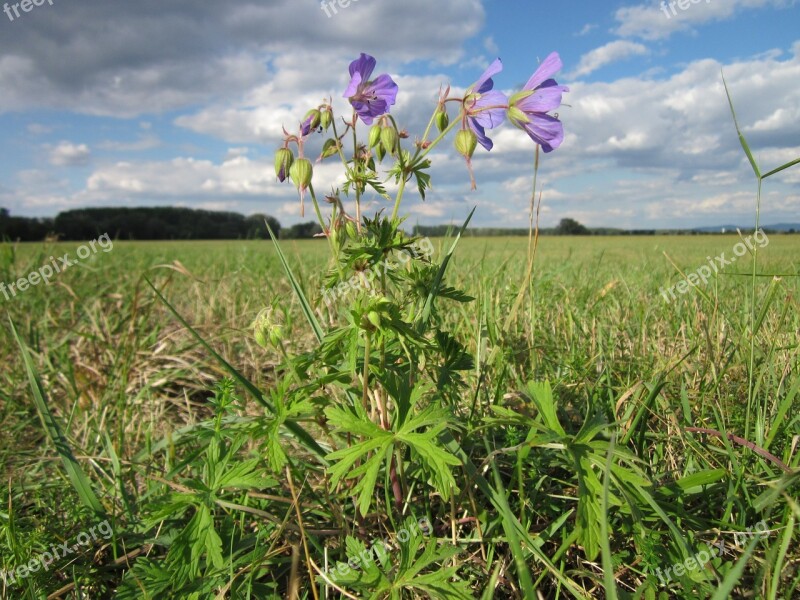 Geranium Pratense Meadow Cranesbill Flora Wildflower Bloom