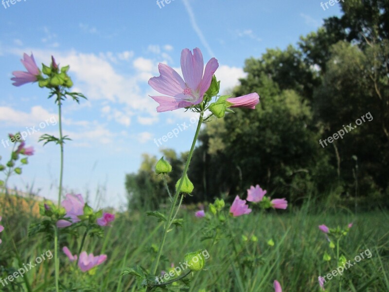 Malva Moschata Musk-mallow Wildflower Flora Botany