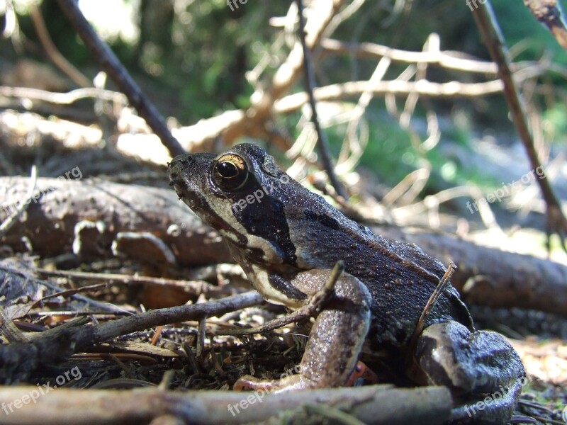 Forest Frog Amphibian Animal Nature Forest