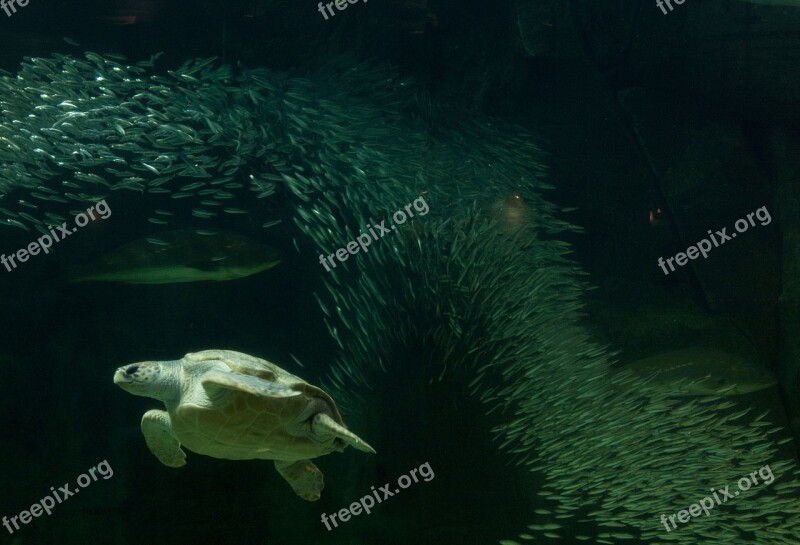 Turtle Aquarium Fish Tank Fish Free Photos