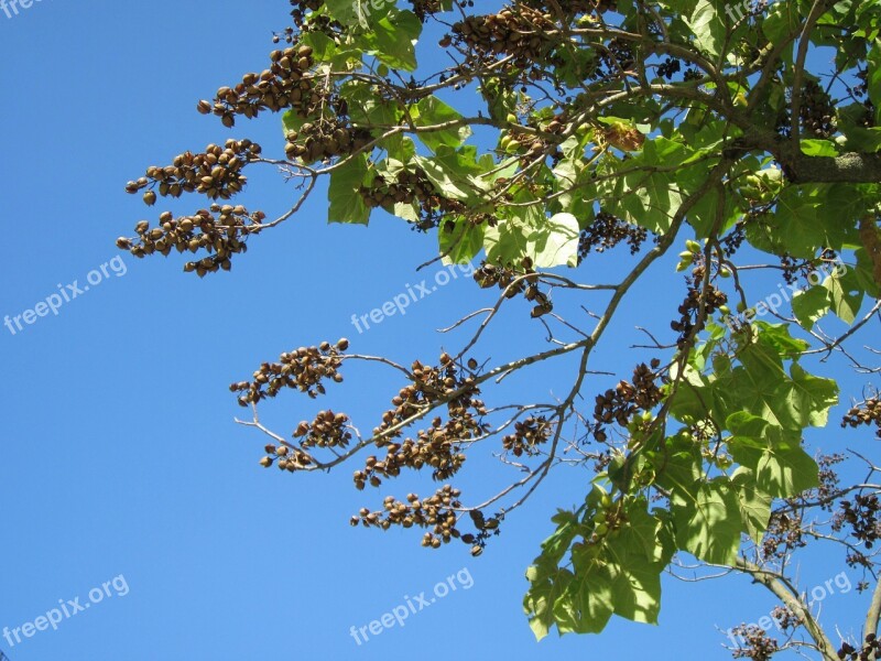 Paulownia Tomentosa Empress Tree Princess Tree Foxglove Tree Tree